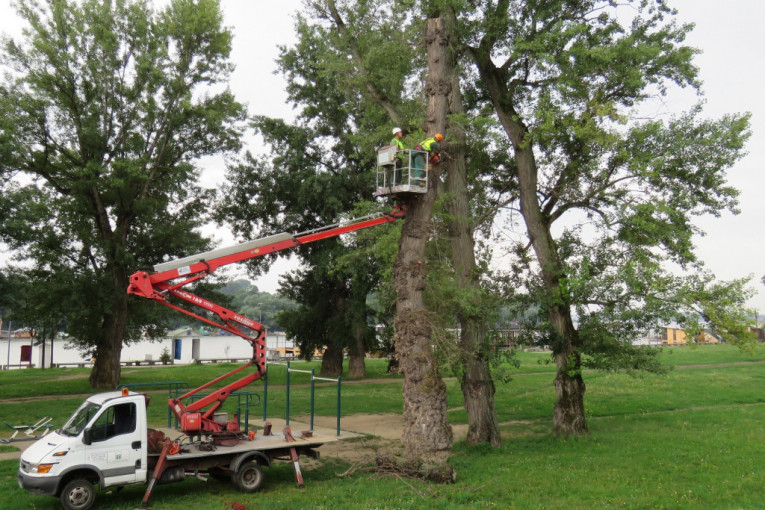 Briga o životnoj sredini: Ekipe "Zelenila Beograd" u ponedeljak uklanjaju suva i sade nova stabla jasena na nekoliko lokacija