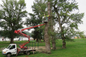 Najavljena seča dva stabla na Čukarici: Radnici "Zelenila" ukloniće lipu i kedar