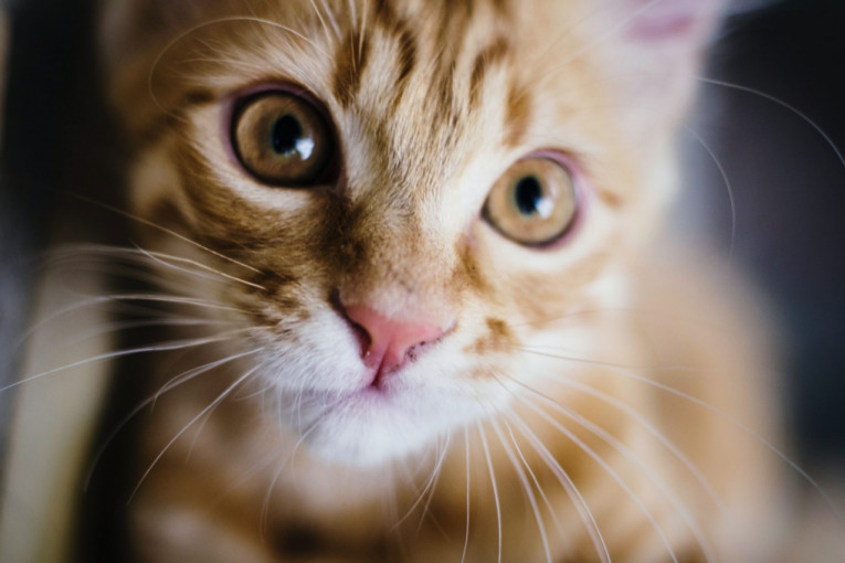 Mačka otkrila da komšije imaju zvono s kamerom, pa noću svraća da ih pozdravi (VIDEO)