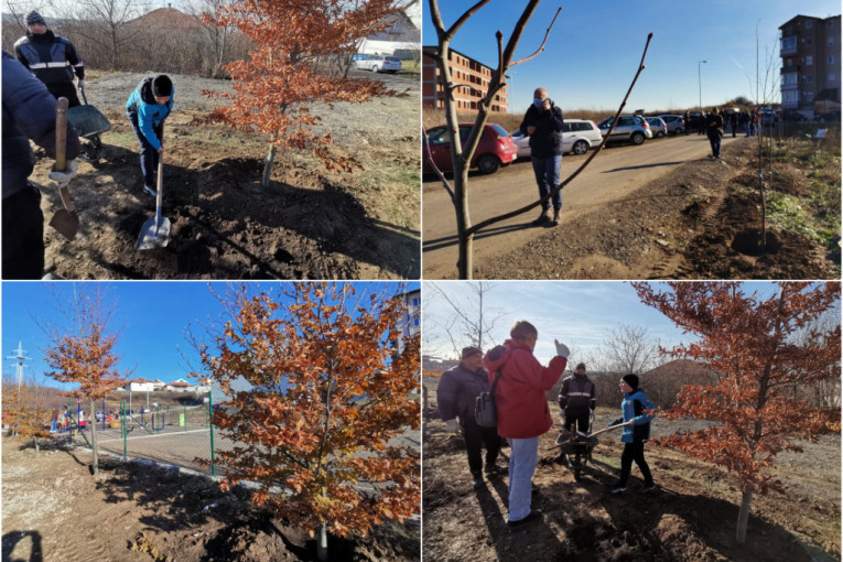 Ozelenjavanje naselja Vojvode Vlahović: Složni stanari zasadili 10 bukvi i 15 lipa