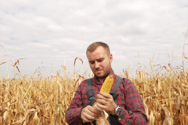 Sunce bez milosti: Prepolovljen rod kukuruza, ugrožen izvoz