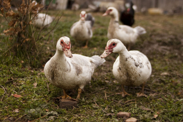 „Pala“ i Francuska: Ptičji grip na farmi pataka