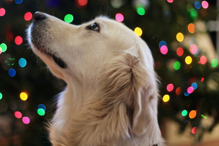 Vlasnici se neće složiti: Studija pokazala da psi ne razumeju baš sve što im se govori