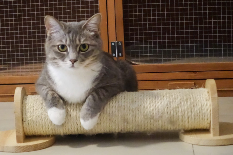 Ni vlasnici ništa nije jasno: Zbog načina na koji silazi niz stepenice ova maca postala je hit na internetu (VIDEO)