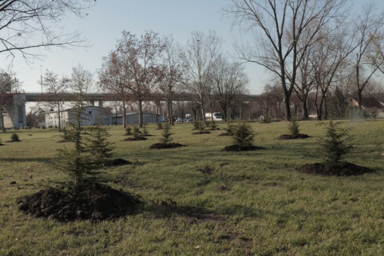 Znak sećanja na nestale tokom ratnih sukoba u bivšoj Jugoslaviji: Posađeno 100 stabala na levoj obali reke Save