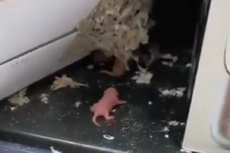 Šokantan prizor u beogradskom marketu: Mladunci pacova na rafu u prodavnici  (VIDEO)