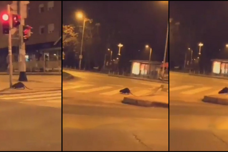 Da se naježiš: Građani u šoku - šta ovo prelazi ulicu?! (VIDEO)