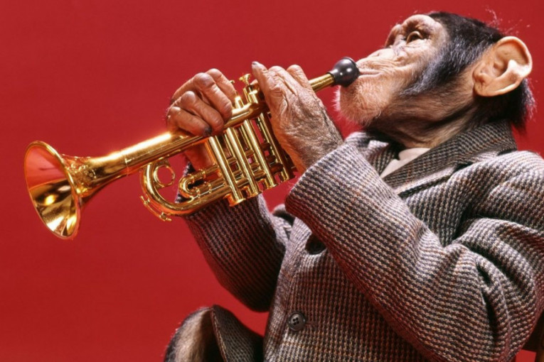 Kad majmuni biraju muziku: Iznenadićete se uz koje zvuke najradije zaspe