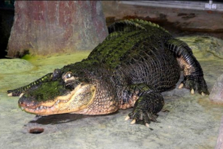 Uginuli aligator Saturn, „Hitlerov ljubimac“, biće izložen u moskovskom muzeju „Darvin“