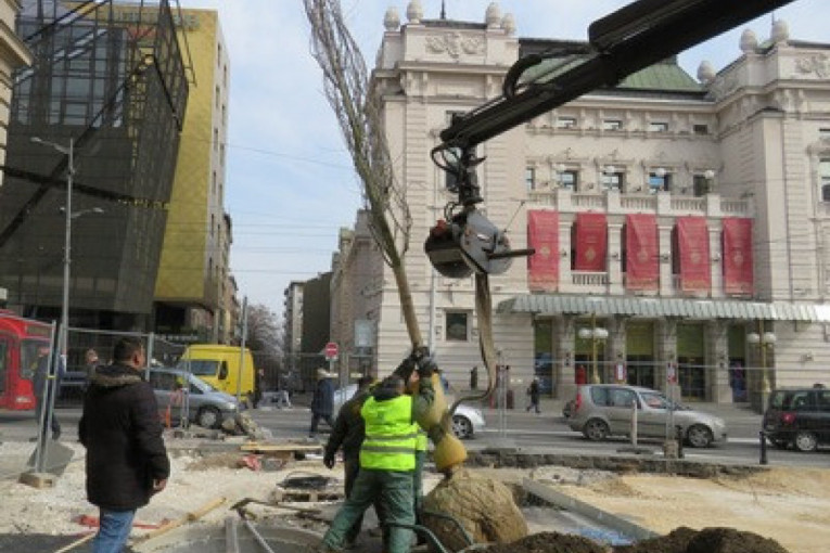 Zamena stabala u centru grada: Trg republike krasiće platani visoki 10 metara