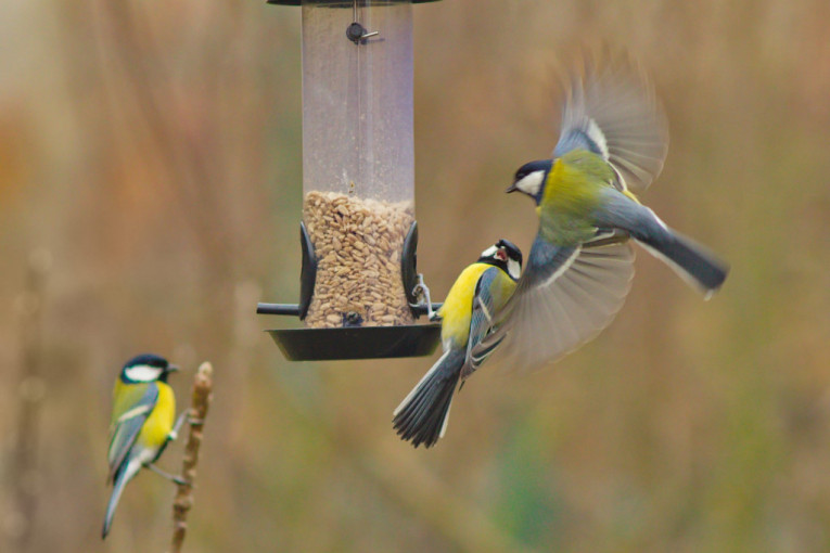 Novogodišnje brojanje ptica: Počinje takmičenje "Ptice moje hranilice"