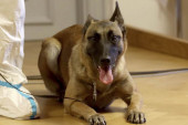 Austrija predstavila psa koji ume da nanjuši koronavirus