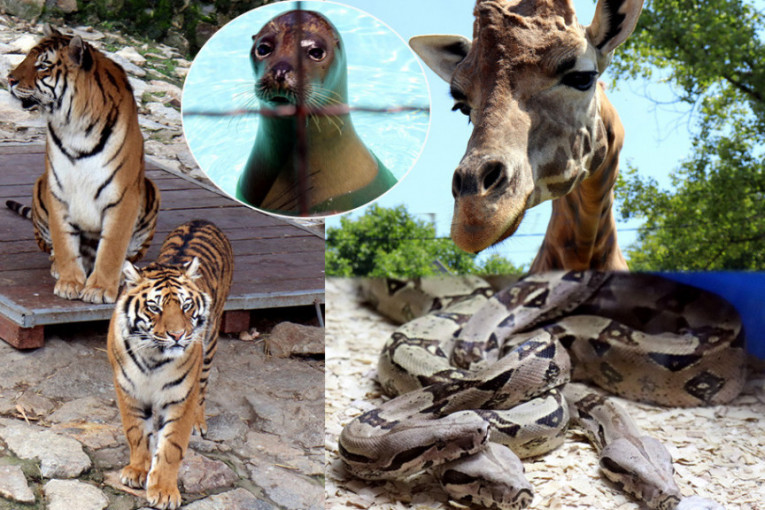 Zoološki vrt u Jagodini, zbog korone, ostvario gubitak od 14 miliona dinara