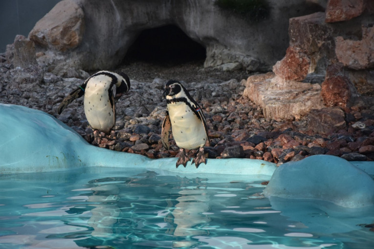 Retko viđen prizor, i to u Beo Zoo vrtu: Izlegao se pingvin (FOTO)