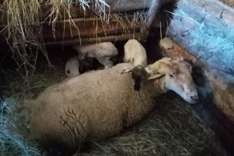Belka je ovca fenomen: Za pet dana ojagnjila se dva puta, veterinari otkrili šta je u pitanju (FOTO)