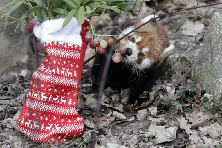 Najslađa praznična tradicija: Životinje u zoološkom vrtu dobile svoje novogodišnje poklone
