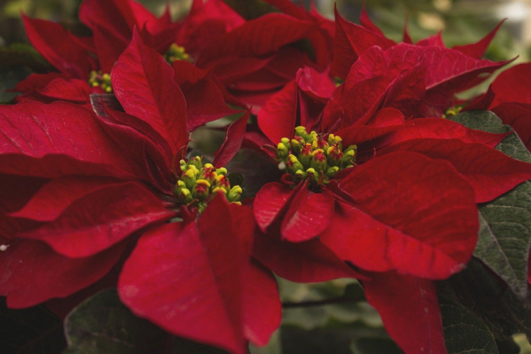 Zašto je biljka „Božićna zvezda“ simbol novogodišnjih praznika?