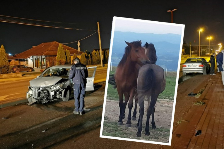 Konji istrčali na kolovoz, vozač "punta" poginuo na licu mesta: Detalji stravičnog sudara u Surčinu