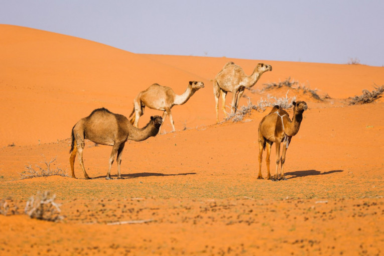 Da, i to postoji: Zbog prevare sa kamilama pred takmičenje ispali iz trke za 65 miliona dolara! (VIDEO)