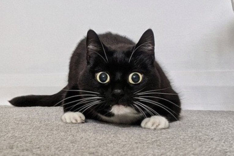 Upoznajte mačku Zeldu, koja je postala zvezda interneta zbog jedne neverovatne stvari