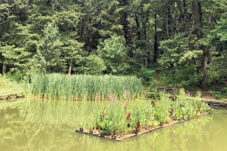 Jezero vraćeno u život: Od bare pune kanalizacije do oaze