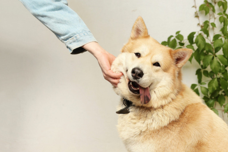 Izuzetan zaštitnički instinkt: 10 rasa pasa koji će učiniti sve za svog vlasnika