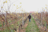 U srpskoj Toskani odmora nema: "Ko hoće da radi, vinograd neka sadi”