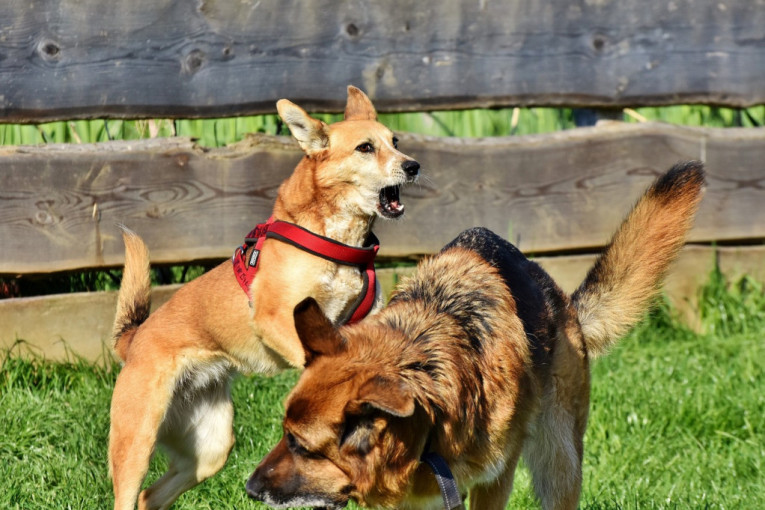 Zašto pas burno i besno reaguje u blizini drugih pasa?