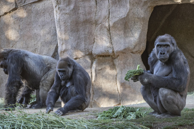 Osam gorila zaraženo koronom: Virus ušao i u zoološki vrt u San Dijegu
