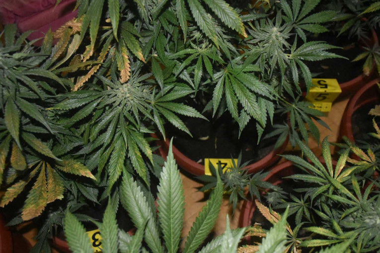 Srbin "pao" u Austriji, odveo policiju do plantaže marihuane: Pronađeno skoro 50 kilograma droge!