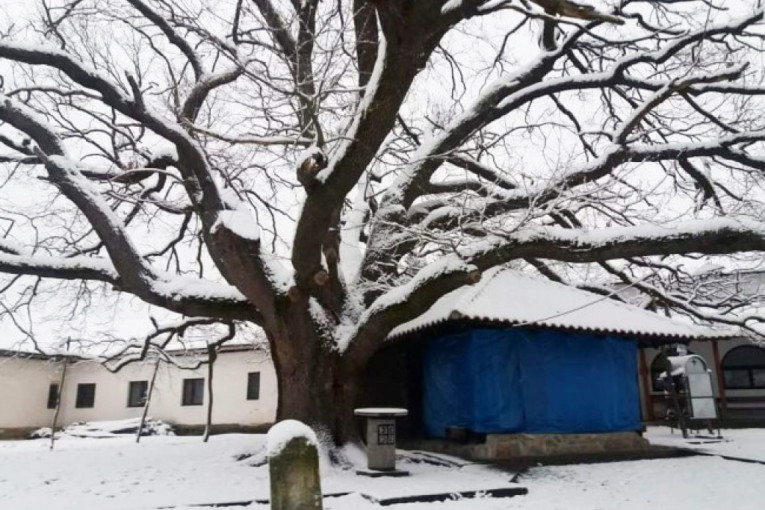 Sneg srušio sveto drvo u srpskom selu: Meštani veruju da je to loš znak! (FOTO)