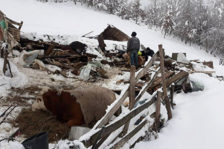 Strašan prizor u Brodarevu: Zbog snega se urušio krov štale, ugušile se tri krave (FOTO)