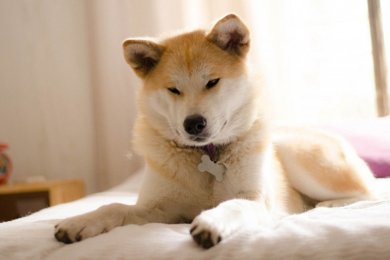 U telu psa nosi dušu samuraja: Ako želite pravog prijatelja, nabavite najodanijeg psa na svetu