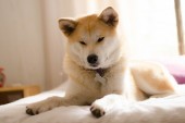 U telu psa nosi dušu samuraja: Ako želite pravog prijatelja, nabavite najodanijeg psa na svetu