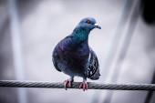 Da li su golubovi zaista "leteći pacovi"? Lekari tvrde: Čak 80 odsto gradskih golubova zaraženo!