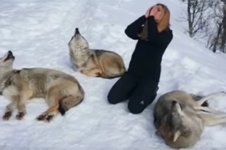 Da li biste zavijali sa čoporom vukova u Polarnom parku u Norveškoj?