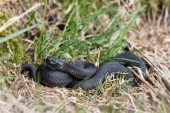 Biolog otkriva gde u Srbiji ima naviše zmija: Obratite pažnju, otrov im je sada najjači