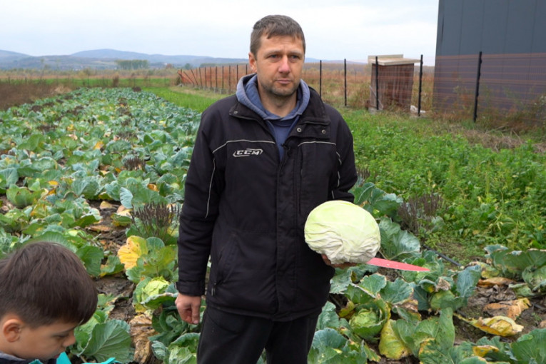 Organska bajka pored Dunava: Dragan iz Futoga uzgaja domaći neprskani kupus