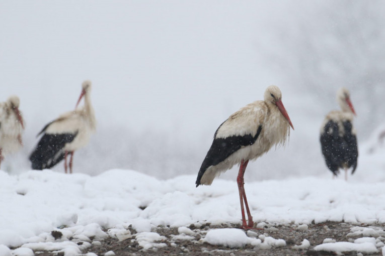Da li ste ih videli? Bele rode na zimovanju u Srbiji (FOTO)