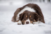 Kako pomoći napuštenim psima u toku zime: Naše malo, njima može da spase život