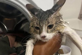 Iskoristila jedan od devet života: Mačka preživela pranje u veš-mašini