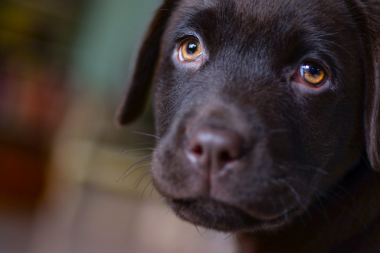 Postoji devet znakova kojima psi pokazuju da su tužni i depresivni, pomozite svom ljubimcu