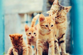 Istanbul – grad u kome su sve životinje rođene jednake