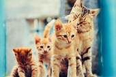 Danas je Svetski dan mačaka: Zašto mace imaju baš devet života, a ne recimo deset ili sedam?
