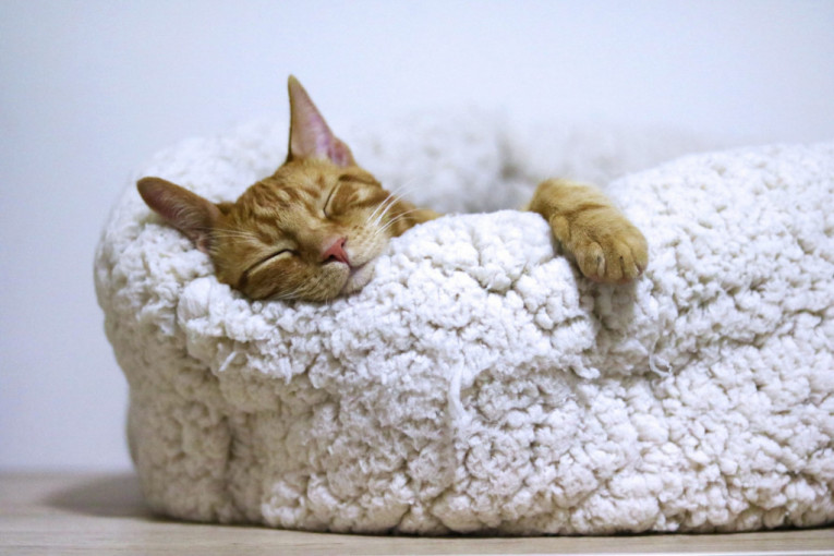 Nauka je otkrila da li mačke sanjaju i šta im se tada vrzma po glavi