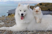 Veseli pas Kasper i mrzovoljni mačak Romeo hit su na Instagramu