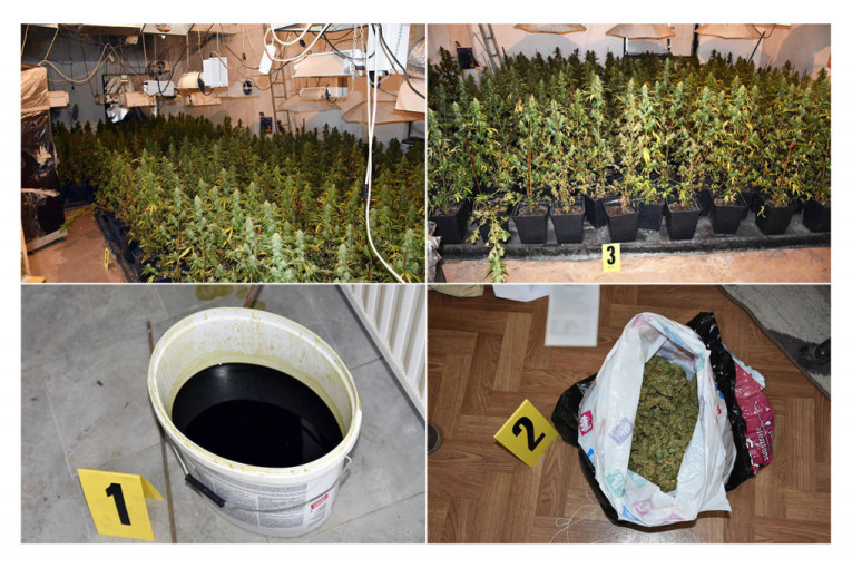 Otkrivena laboratorija za uzgoj marihuane u Obrenovcu: Zaplenjeno 700 stabljika i 4,5 kilograma droge! (VIDEO)