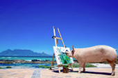 Pigkaso, svinja sa strašću prema slikanju: Njene slike se prodaju i za 4.000 evra