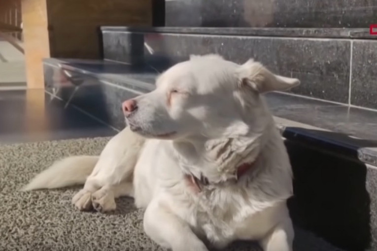 Svima se srce slamalo: Verni pas danima čekao vlasnika ispred bolnice