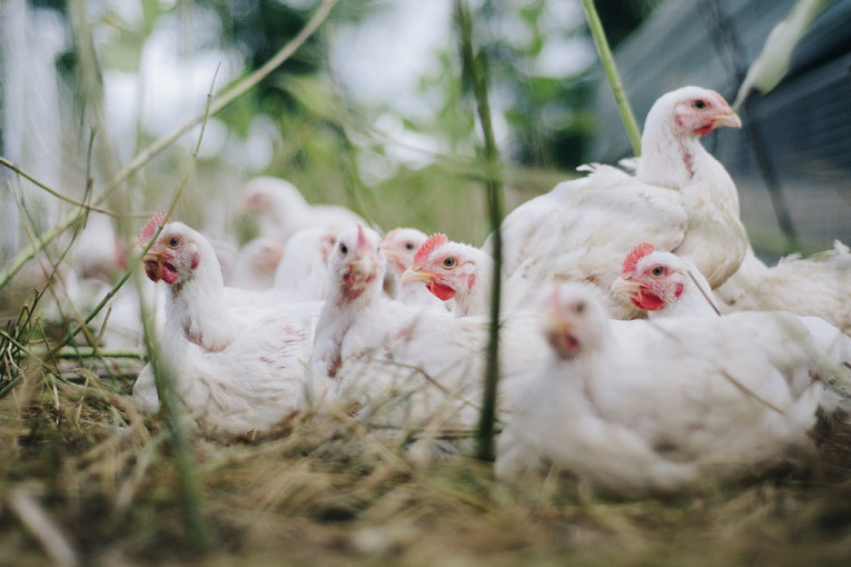 Užas u Crnoj Gori: Vrućine ubile trećinu svih kokošaka u zemlji, šteta veća od milion evra!